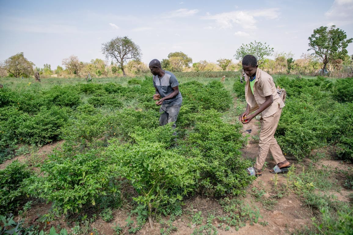 alt="Joels und sein Vater Jaques bei der Gartenarbeit in Burkina Faso, Die Lebensmittelkrise beenden, Compassion Deutschland"