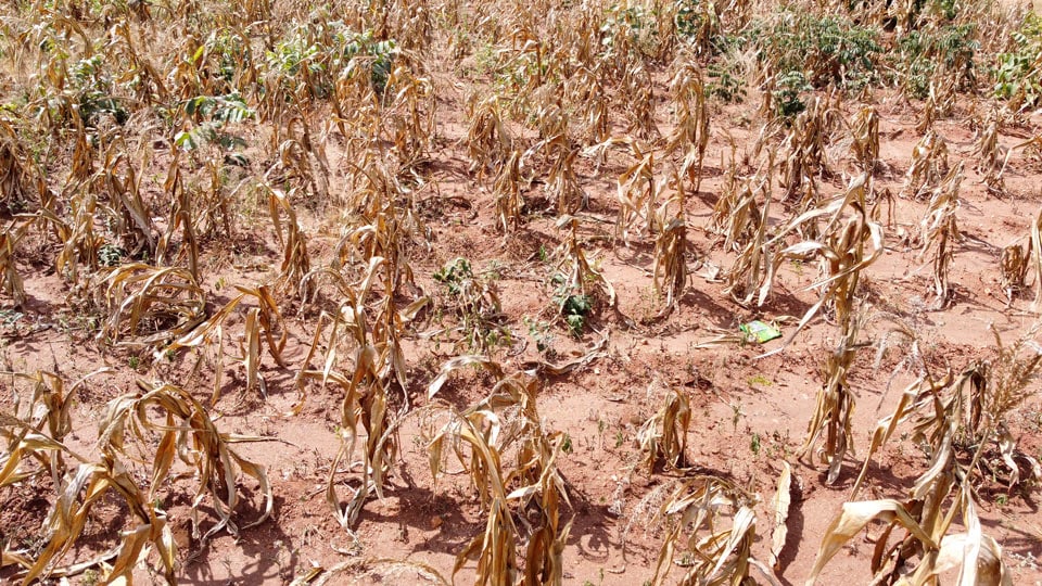 alt="Florence in Malawi, Vom Hunger heimgesucht, Lebensmittelknappheit, Nahrungsmittelkrise, Compassion Deutschland"